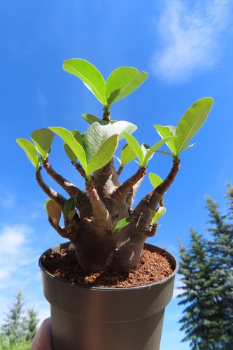 Adenium obesum wüstenrose - obesum,