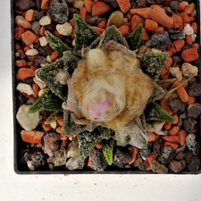 Kakteen – Kaktus –