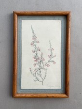 Blume, Botanisches Aquarell signiert Virginia 1890, gerahmt, 19. Jh.