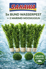 Egeria densa Wasserpest 5x