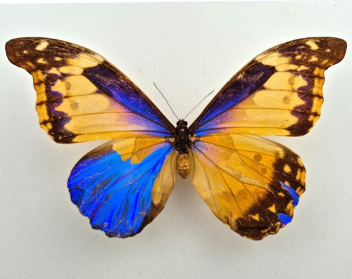Morpho cacica gynandromorph - morpho,