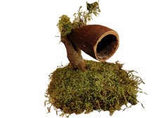 Springspinne Höhle Brazil