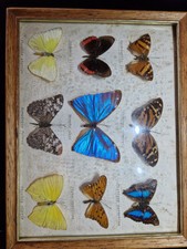 Bild Schmetterlingssammlung Holzrahmen Vintage Schmetterlingspräparate gerahmt 