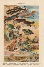 Amphibien Lurche Frösche CHROMO-LITHOGRAPHIE von 1899 Feuersalamander Molch Unke
