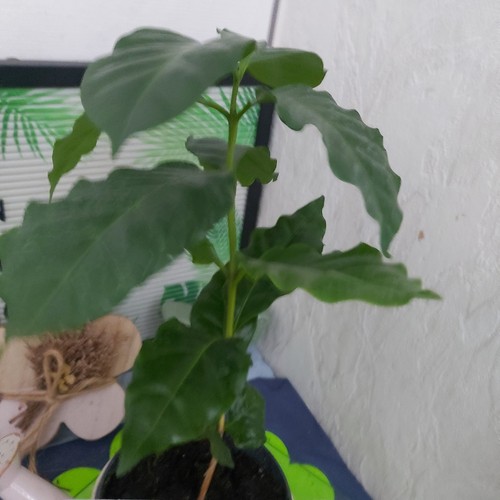 Kaffeebaum coffea arabica - kaffeebaum,
