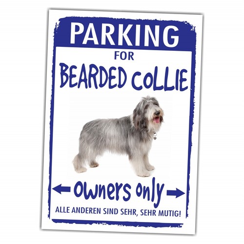 Bearded collie beardie parking - collie,