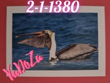 Abenteuer  Tierwelt  -