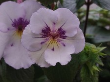 Achimenes - RF's Tropicana, BriD's Prinzessin Ralu, - Maria