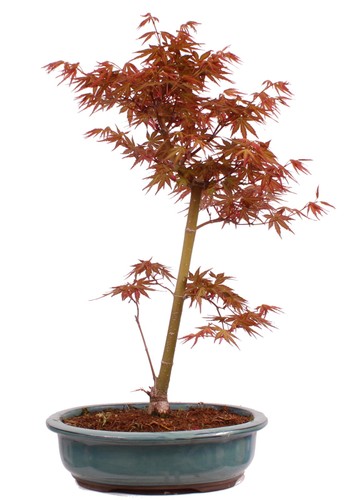 Bonsai acer palmatum - bonsai,