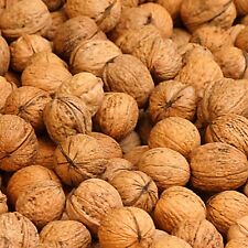 1000g Walnüsse mit Schale, naturbelassen Grenobler