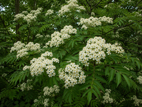 Sorbus aucuparia ssp
