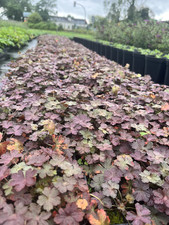 Storchenschnabel Geranium 'Dusky Crug' P9