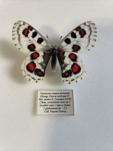 Entomologie parnassius nomion - entomologie*parnassius,