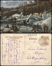 Stellingen-Hamburg Carl Hagenbeck's Tierpark Nordland - Panorama 1917