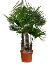 Dreistämmiger Trachycarpus