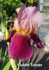Schwertlilie, Iris