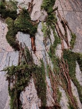 Terrarium Wurzelstücke Jumbo