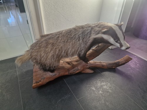 Tierpräparat dachs erwaachsen - tierpräparat,