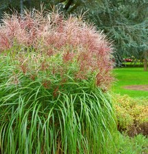 Chinaschilf Boucle - XXXL Topf