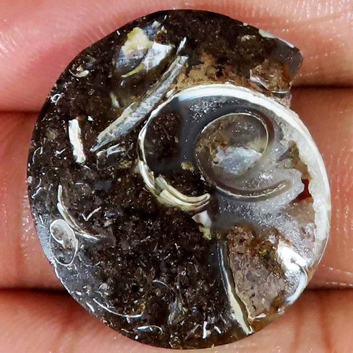 Natürlich fossil - natürlich,