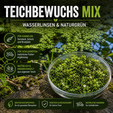 Teichbewuchs Mix Wasserlinsen