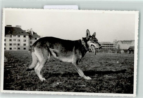 39282833 schaeferhund - -,