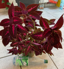 Buntnessel coleus ableger - coleus, 3