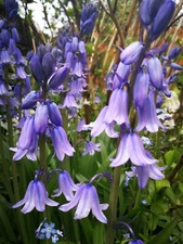 Hasenglöckchen 6 Blumenzwiebeln Frühblüher - Eigener Garten - lila 1