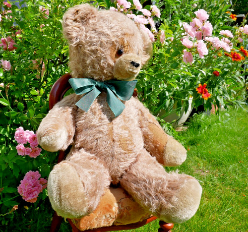 Großer russischer teddy - großer,