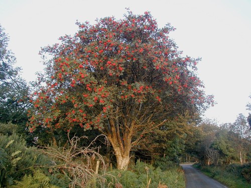Samen eberesche sorbus - 50, (sorbus