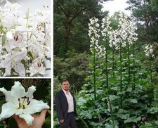 10 Zwiebeln Baum- Lilien