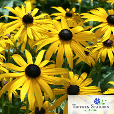 Gelber Sonnenhut, Set mit 20 Pflanzen, Rudbeckia fulgida sullivantii 'Goldsturm'