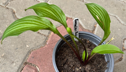 Hosta funkie emeralds - /, and