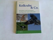 Kolkrabe verhalten und - verhalten,