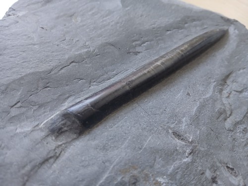 Fossil belemnit donnerkeil - fossil,