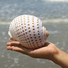 Natürlich Muschel Shell Aquarium Fisch Tank Deko Landschaft See Snail Geschenk