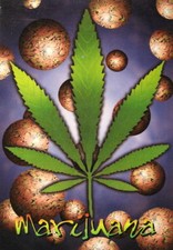 CANNABIS MARIHUANA MARIJUANA