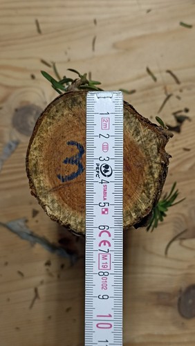 Eibe eibenholz stammabschnitt - eibe,