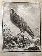 Falkenjagd, Ornithologie 1780