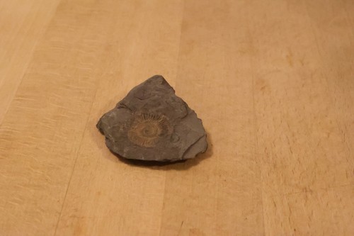 Fossil schnecke - fossil, in