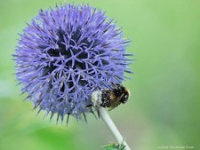 3 x Blaue Kugeldistel