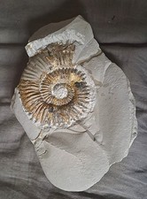 Ammonit aegocrioceras - ammonit,