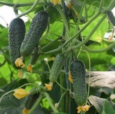 Gurkensamen Shakti F1 Gemüse