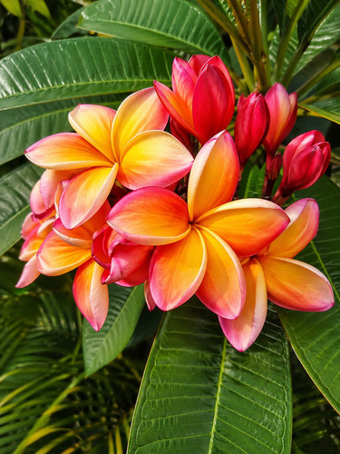 8000208 frangipani plumeria - 8000208,