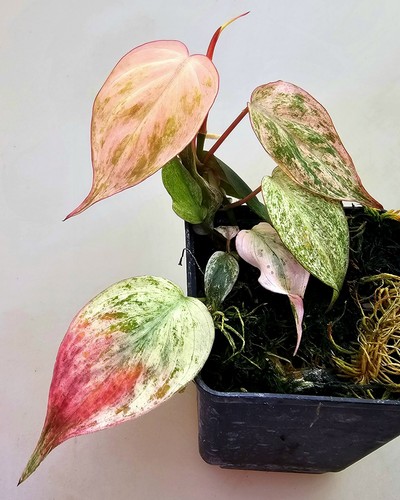 Philodendron micans pink - philodendron, mint