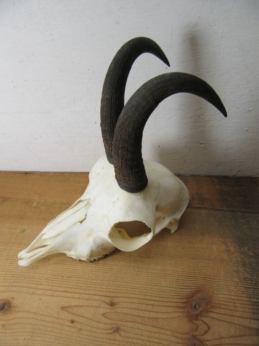 Gams gamsbock jährling - gams,