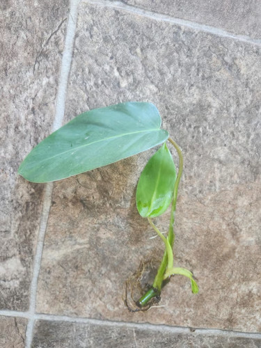 Emerald green philodendron - green,