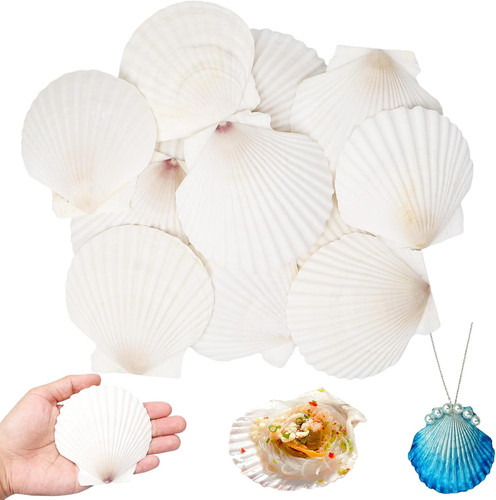 Große weiße muscheln - große,
