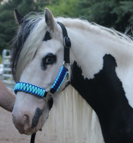 Shetland pony shetty - pony,