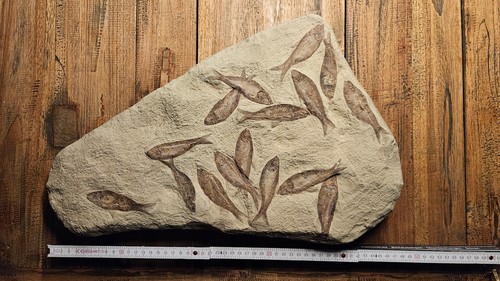 Fossile fische 50 x 30 - fossile,
